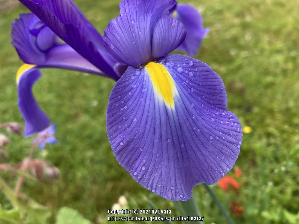 Photo of Dutch Iris (Iris x hollandica) uploaded by Leafa