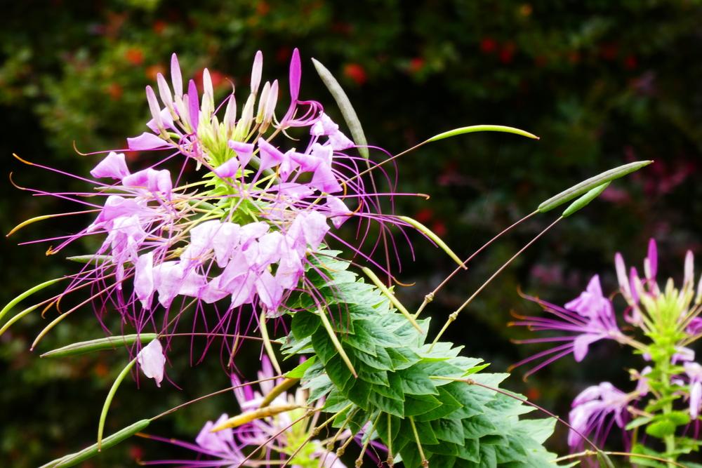 Photo of Cleome uploaded by LoriMT