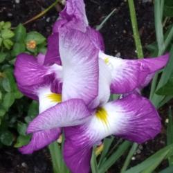 Location: Eagle Bay, New York
Date: 14 July 2021
Iris ensata Lion King, bloom unfolding its petals