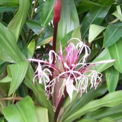 Location: Okeechobee Florida
Date: August 2021
Spider Lily with bloom and pre-bloom