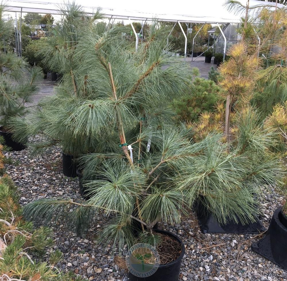 Photo of Himalayan Pine (Pinus wallichiana 'Zebrina') uploaded by BlueOddish