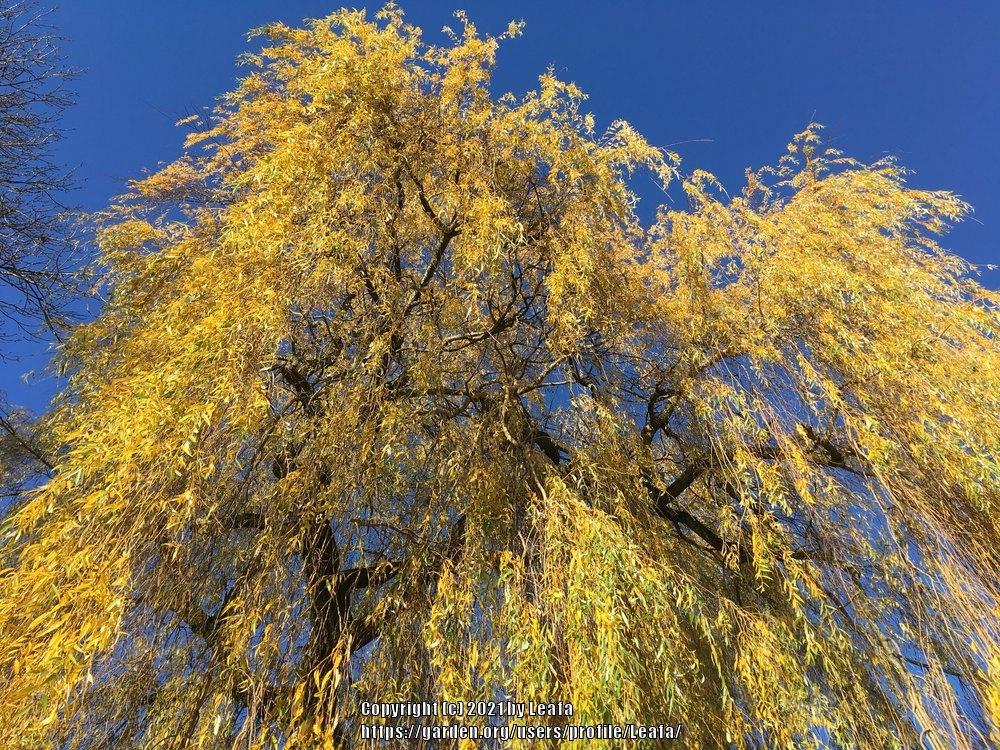 Photo of Weeping Willow (Salix babylonica) uploaded by Leafa