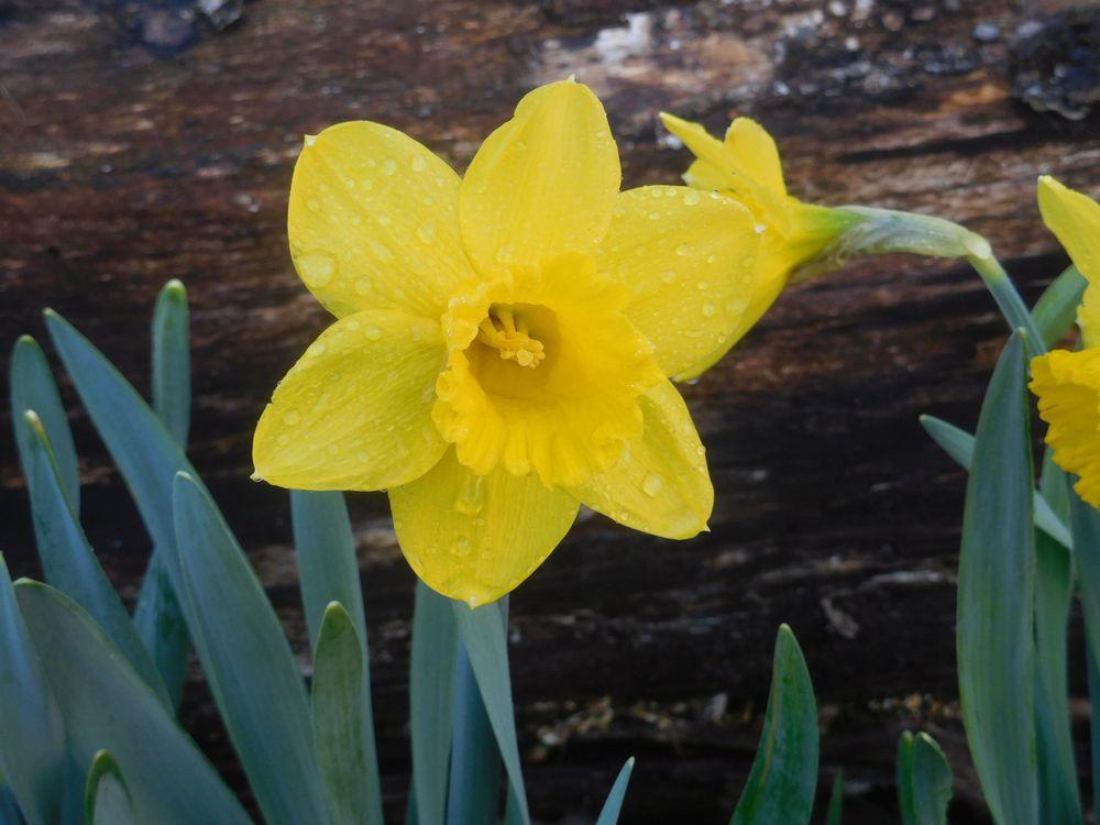 Photo of Trumpet Narcissus (Narcissus 'King Alfred') uploaded by adknative