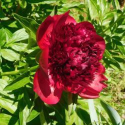 Location: Eagle Bay, New York
Date: 2020-06-18
peony Red Charm