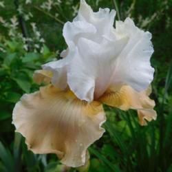 Location: Eagle Bay, New York
Date: 2020-06-11
Tall Bearded Iris (Iris 'Champagne Elegance'