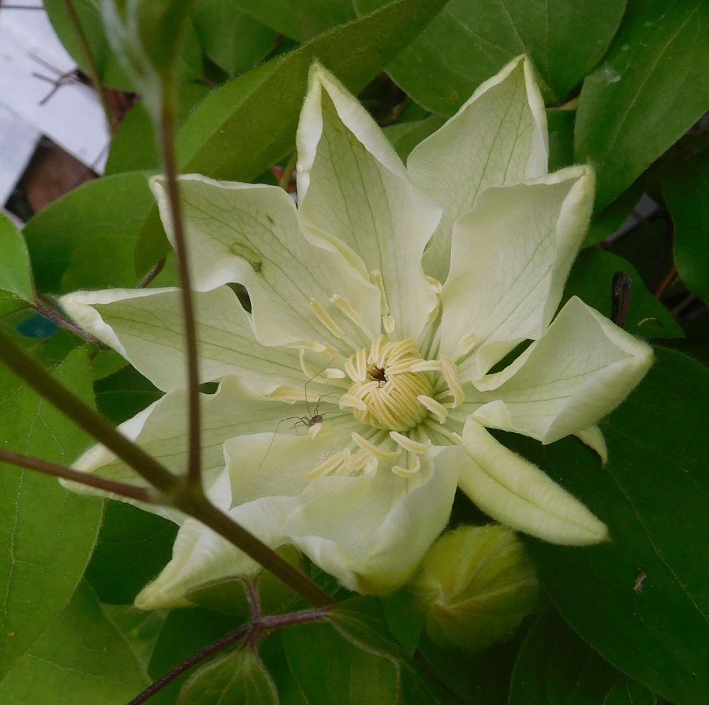 Photo of Clematis 'Guernsey Cream' uploaded by adknative