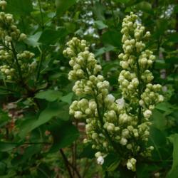 Location: Eagle Bay, New York
Date: 2020-05-28
Syringa vulgaris 'Madame Lemoine', before flowers open