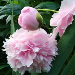 Location: Eagle Bay, New York
Date: 28 June 2021
Paeonia lactiflora 'Sarah Bernhardt