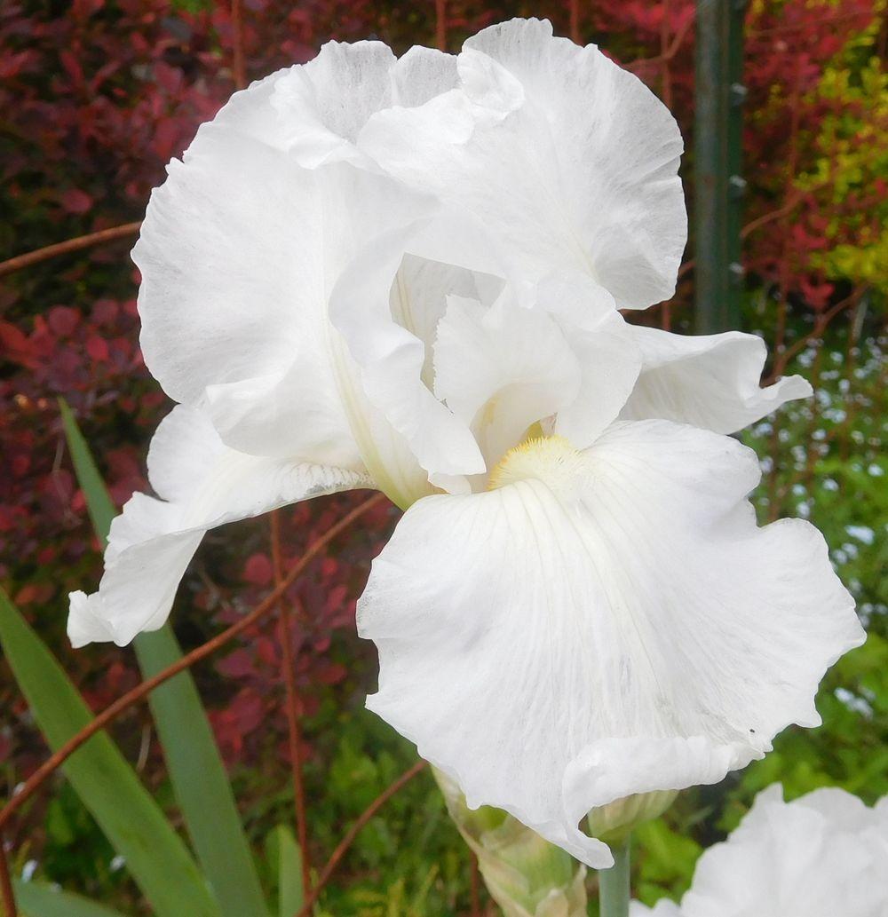 Photo of Tall Bearded Iris (Iris 'Immortality') uploaded by adknative