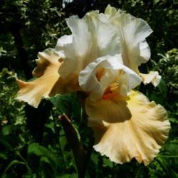 Location: Eagle Bay, New York
Date: 2020-06-18
Tall Bearded Iris (Iris 'Champagne Elegance)