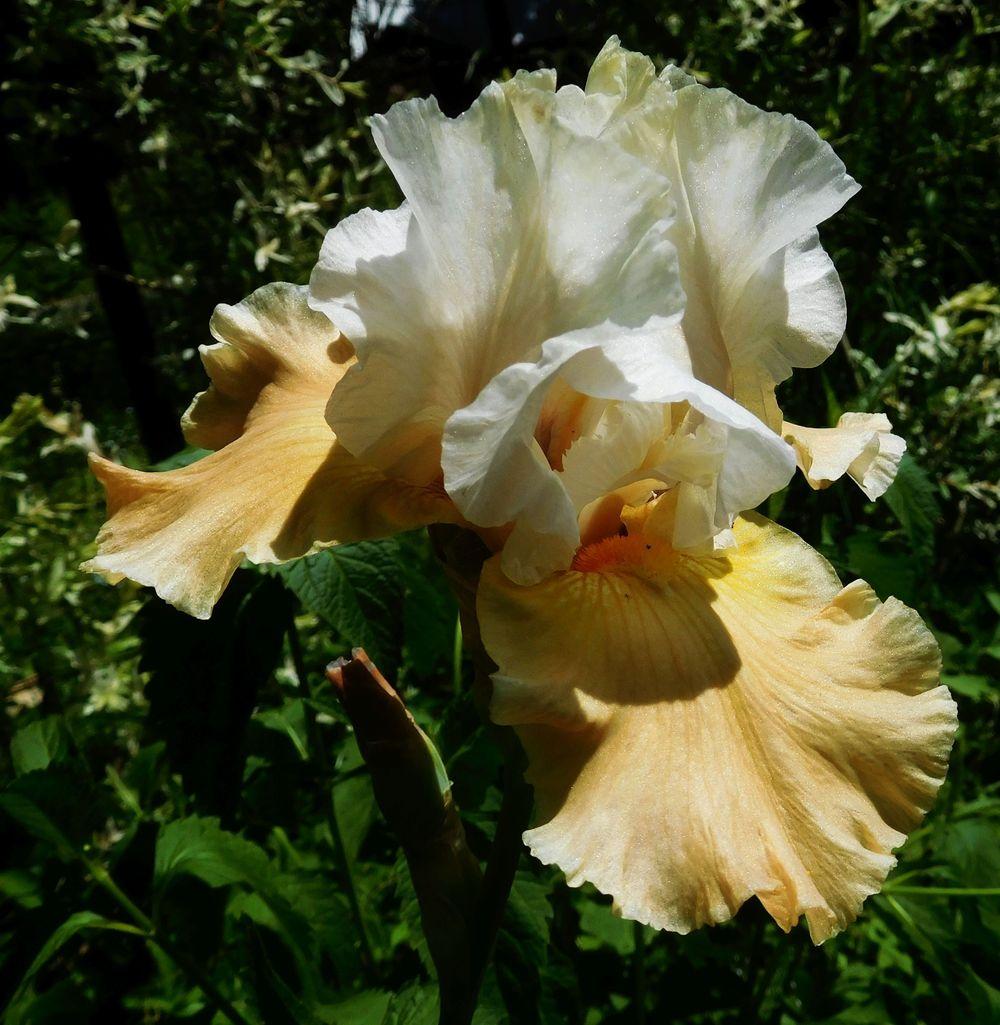 Photo of Tall Bearded Iris (Iris 'Champagne Elegance') uploaded by adknative