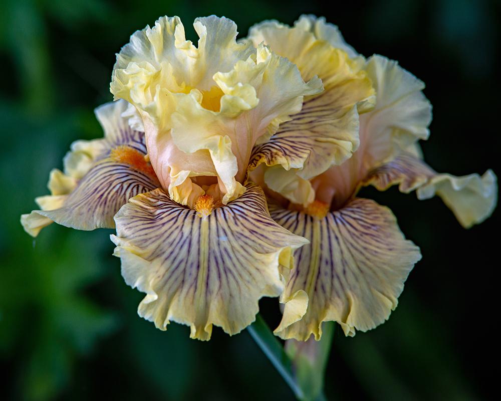Photo of Tall Bearded Iris (Iris 'Cotillion Gown') uploaded by dirtdorphins