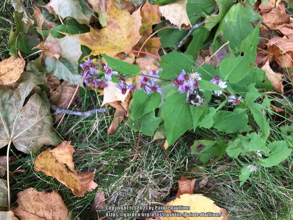 Photo of Common Blue Wood Aster (Symphyotrichum cordifolium) uploaded by Paintedtrillium