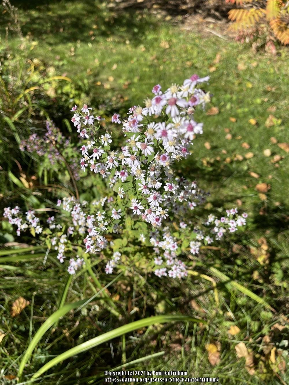 Photo of Common Blue Wood Aster (Symphyotrichum cordifolium) uploaded by Paintedtrillium