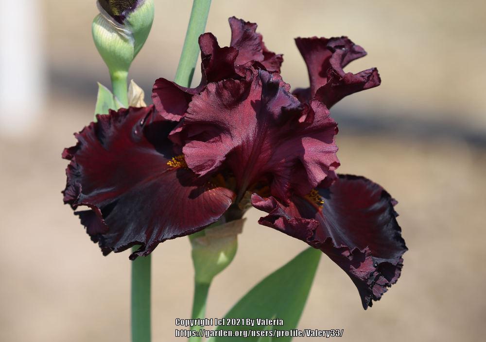 Photo of Tall Bearded Iris (Iris 'Iconic') uploaded by Valery33
