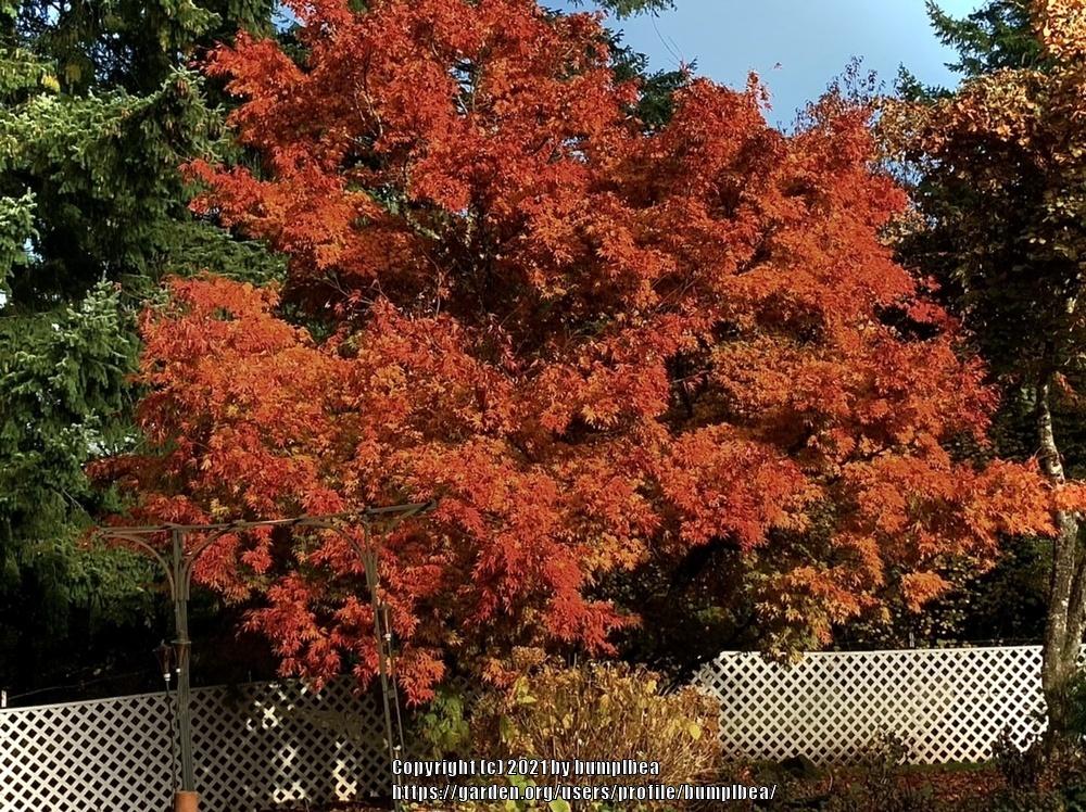 Photo of Japanese Maple (Acer palmatum) uploaded by bumplbea