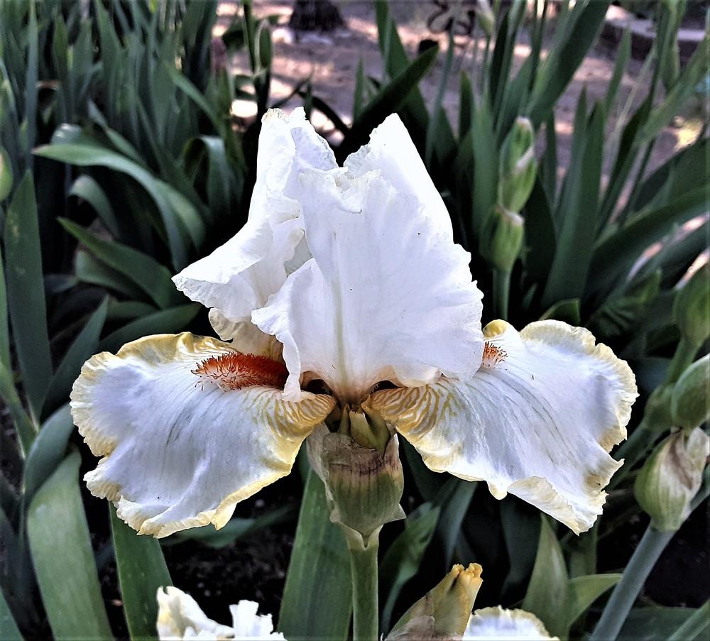 Photo of Tall Bearded Iris (Iris 'Halloween Halo') uploaded by Bitoftrouble