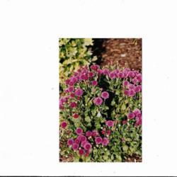 Location: Heathcote Ontario Canada
Date: August
Chrysanthemum x morifolium'Mei-kyo'  double rose pompon