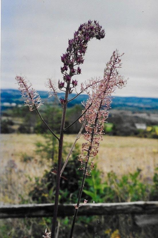 Photo of Bugbane (Actaea racemosa 'Atropurpurea') uploaded by Permastake