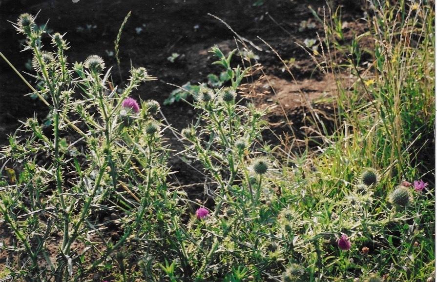 Photo of Bull Thistle (Cirsium vulgare) uploaded by Permastake