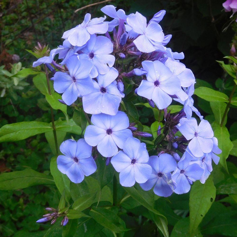 Photo of Garden Phlox (Phlox paniculata 'Blue Paradise') uploaded by adknative