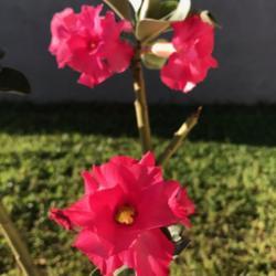 Location: Tampa, Florida
Date: 2021-10-10
This beautiful Adenium looks like real rose.
