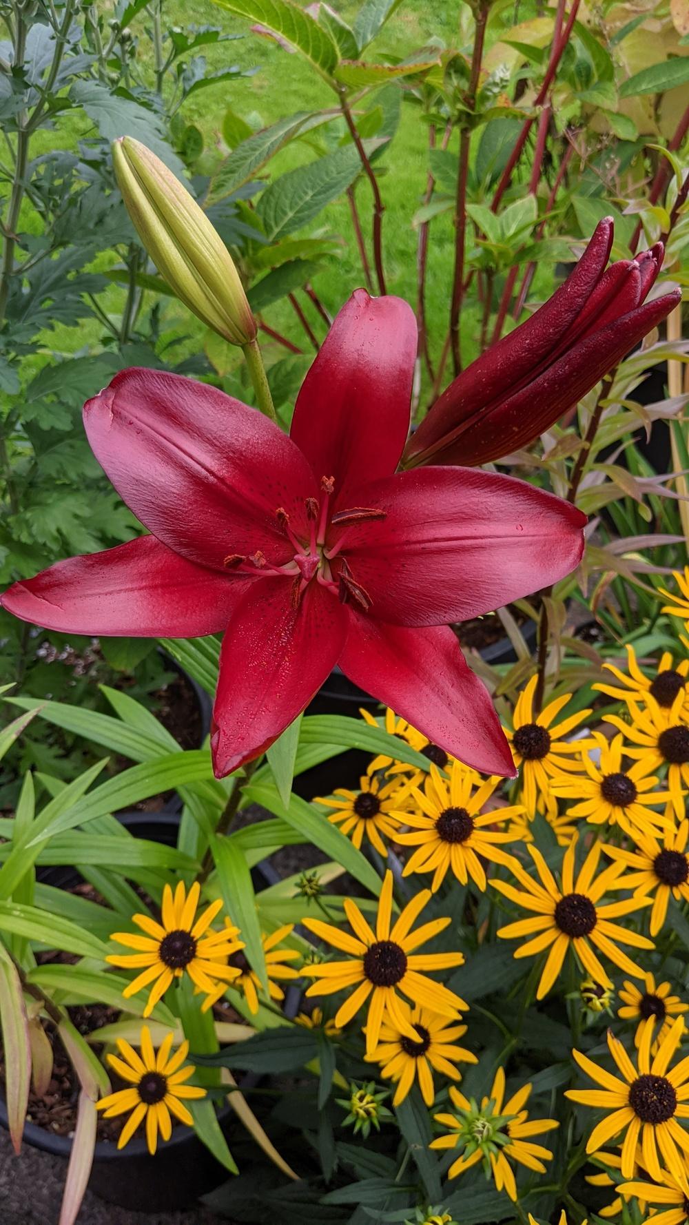Photo of Lily (Lilium 'Black Out') uploaded by Joy