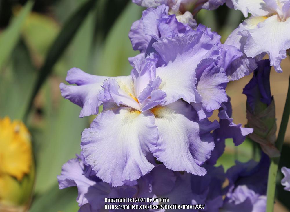 Photo of Tall Bearded Iris (Iris 'Six Pack') uploaded by Valery33