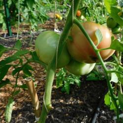 Location: Eagle Bay, New York
Date: 2020-08-11
Tomato (Solanum lycopersicum 'Mortgage Lifter')