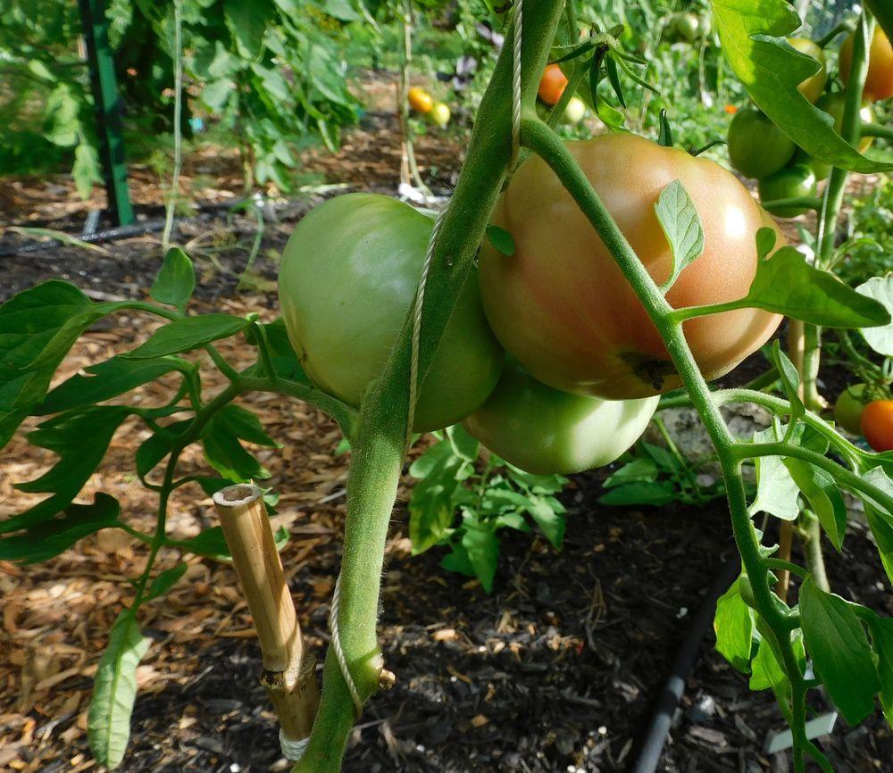 Photo of Tomato (Solanum lycopersicum 'Mortgage Lifter') uploaded by adknative