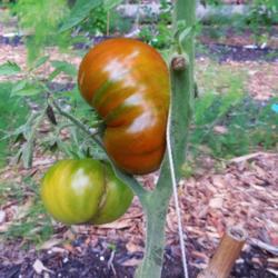 Location: Eagle Bay, New York
Date: 2020-08-10
Tomato (Solanum lycopersicum 'Paul Robeson')
