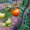 Tomato (Solanum lycopersicum 'Campari F1')