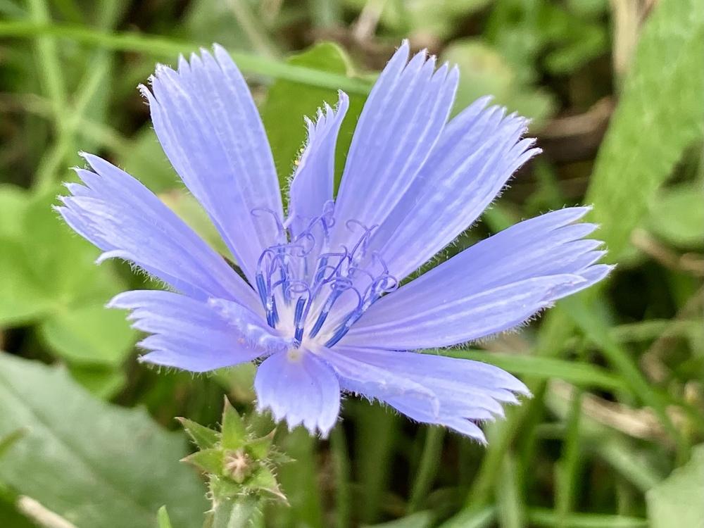 Photo of Chicory (Cichorium intybus) uploaded by csandt