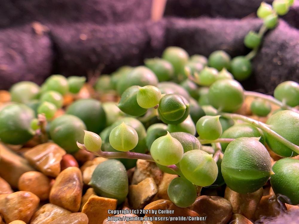 Photo of String of Pearls (Curio rowleyanus) uploaded by Corber