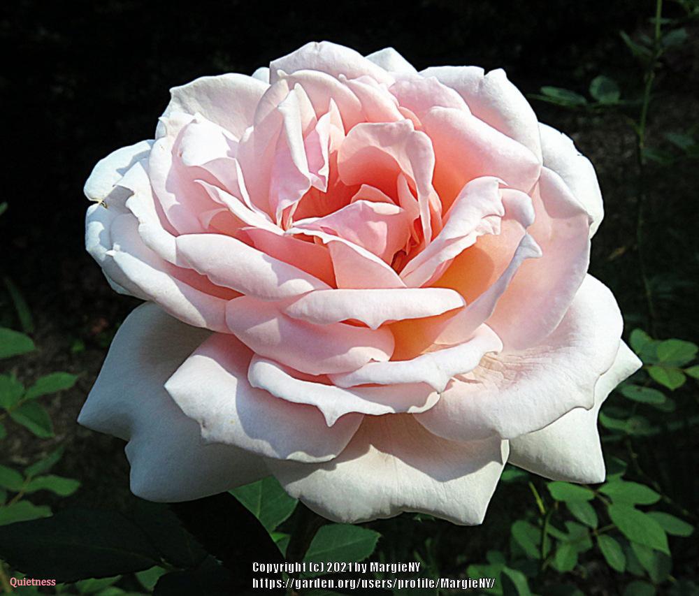 Photo of Rose (Rosa 'Quietness') uploaded by MargieNY