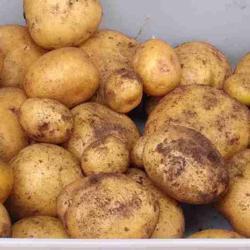 Location: Eagle Bay, New York
Date: 2021-08-28
Potato (Solanum tuberosum 'Yukon Gold')