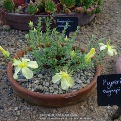 Location: RHS Harlow Carr alpine house, Yorkshire, UK
Date: 2021-10-10