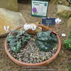 Location: RHS Harlow Carr alpine house, Yorkshire, UK
Date: 2018-11-10
