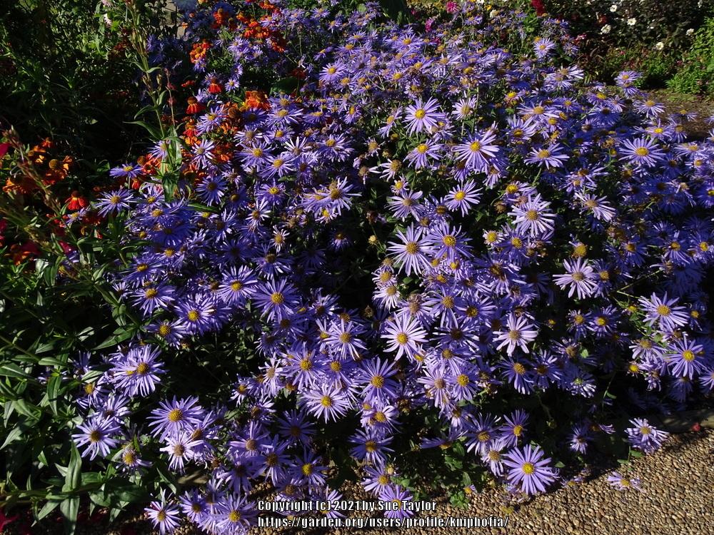 Photo of Aster (Aster x frikartii 'Monch') uploaded by kniphofia