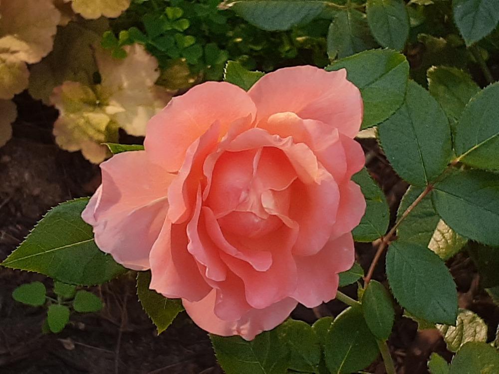 Photo of Rose (Rosa 'Sweet Fragrance') uploaded by MNdigger