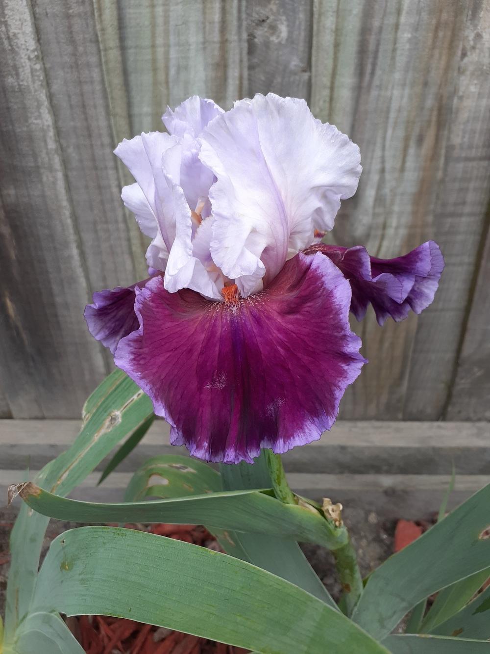 Photo of Tall Bearded Iris (Iris 'Sweet Seduction') uploaded by PaulaHocking
