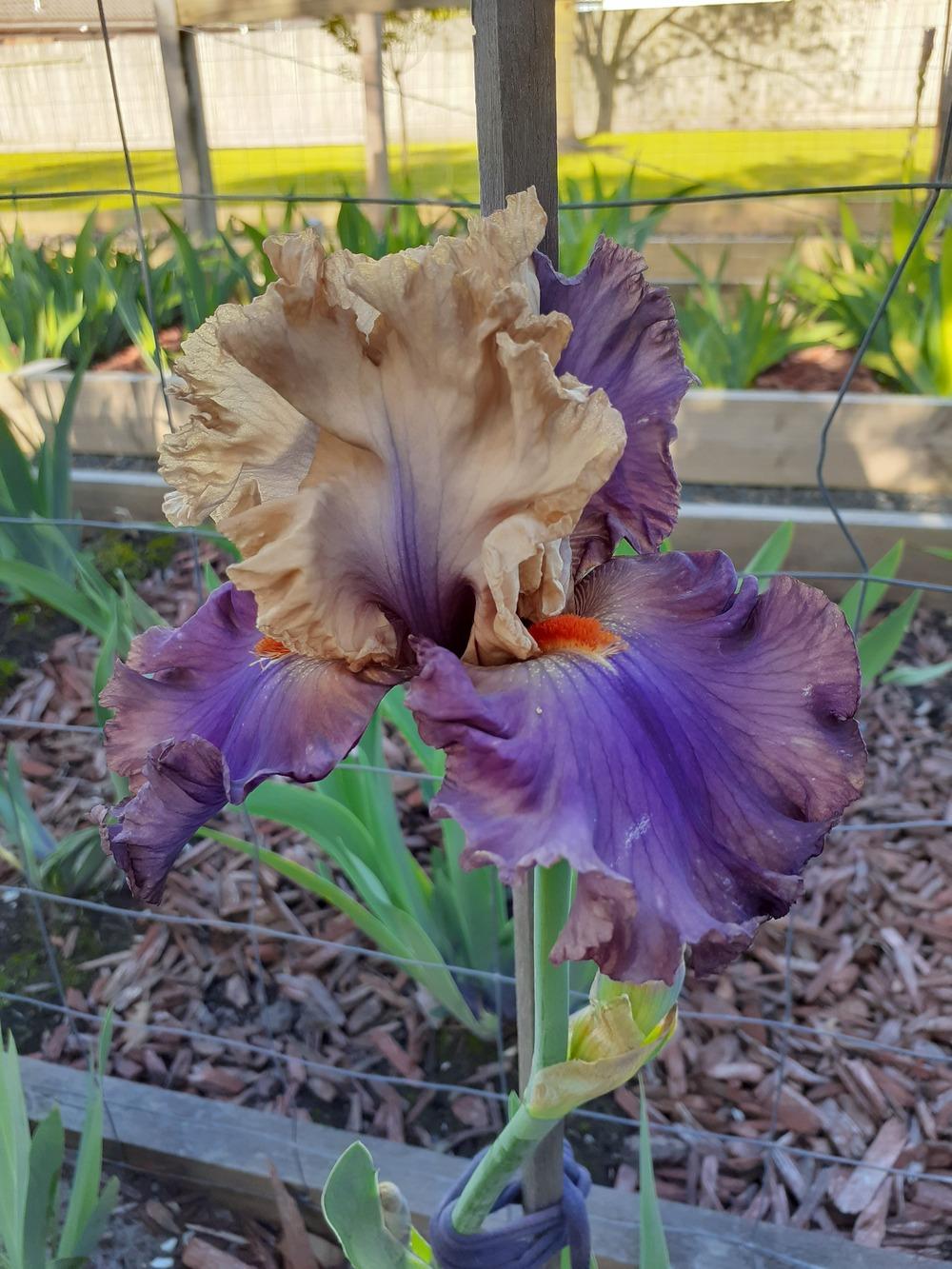 Photo of Tall Bearded Iris (Iris 'Air of Mystery') uploaded by PaulaHocking