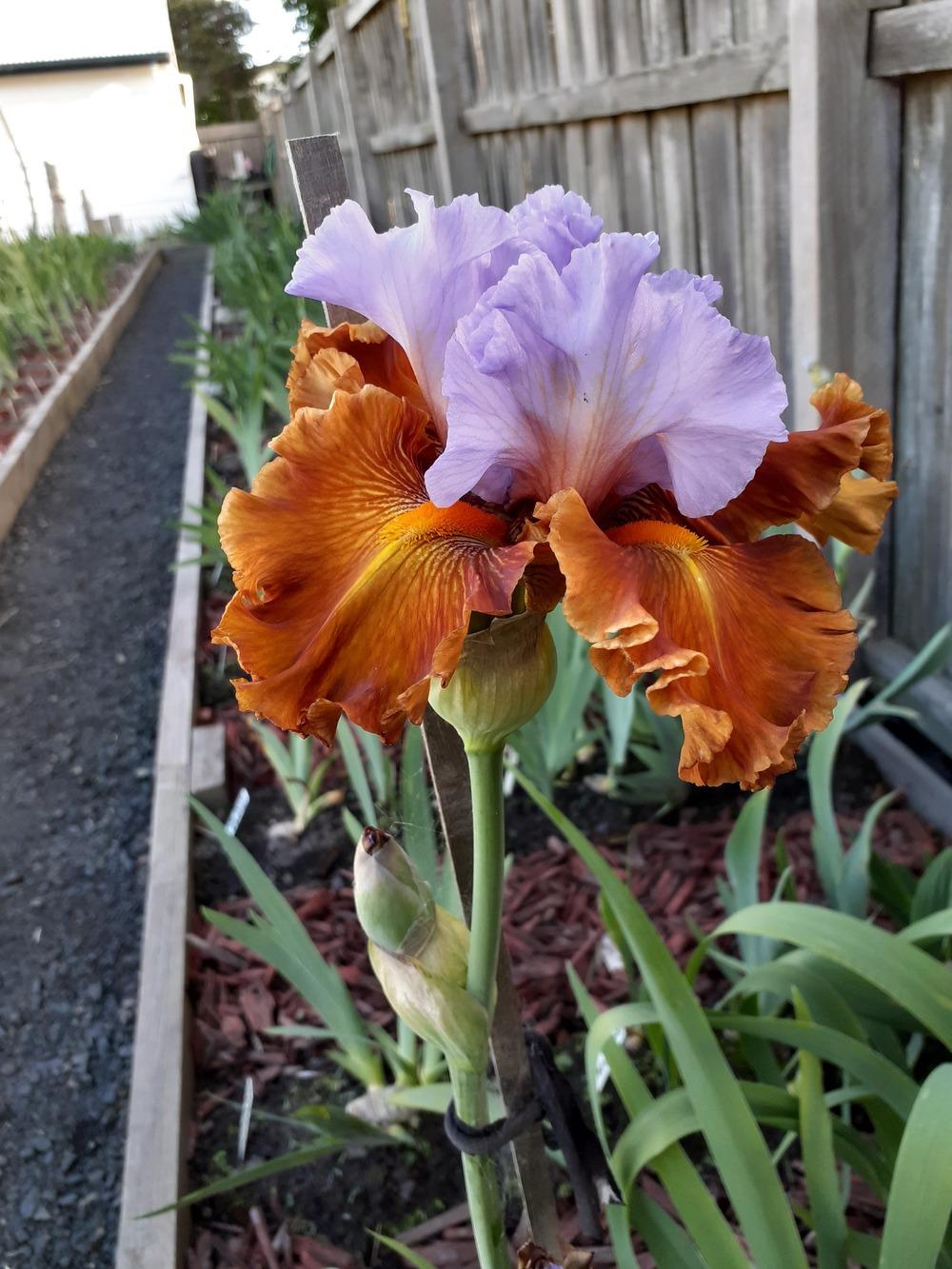 Photo of Tall Bearded Iris (Iris 'Valley of Dreams') uploaded by PaulaHocking
