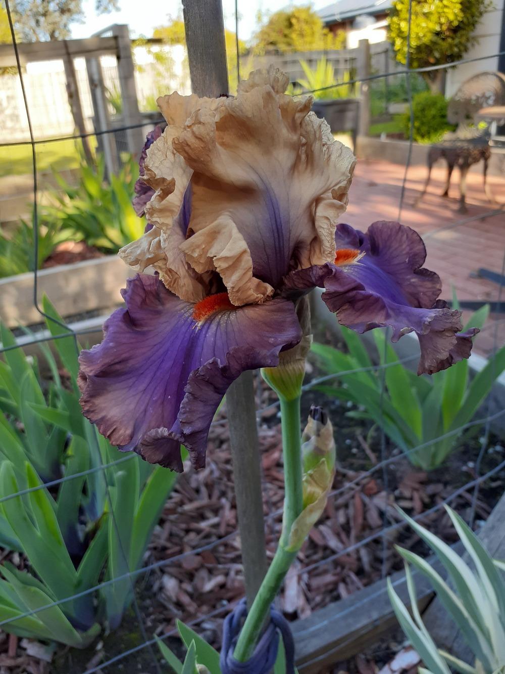 Photo of Tall Bearded Iris (Iris 'Air of Mystery') uploaded by PaulaHocking