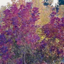 Location: Heathcote Ontario Canada
Date: Fall
Cotinus  coggygria  and Cotinus coggygria"Royal Purple' beautiful