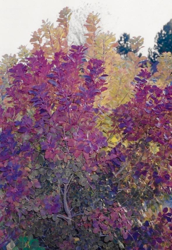 Photo of Smoketrees (Cotinus coggygria) uploaded by Permastake