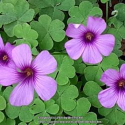 Location: Aberdeen, NC
Date: October 13, 2021
Wood Sorrel #43; RAB page 648, 100-1-3; LHB page 601, "Greek for 