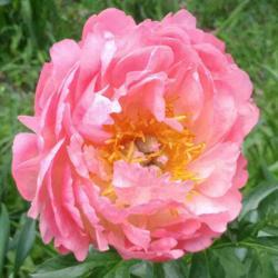 Location: Eagle Bay, New York
Date: 2021-06-12
Peony (Paeonia 'Coral Sunset')