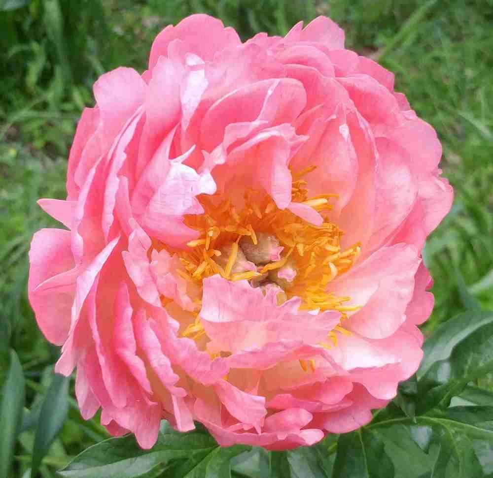 Photo of Peony (Paeonia 'Coral Sunset') uploaded by adknative