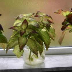 
Date: 2021-10-14
Water rooting of the Coleus